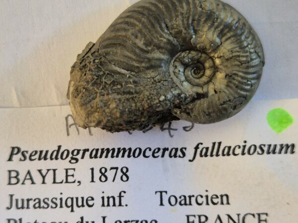 Pseudogrammoceras fallaciosum