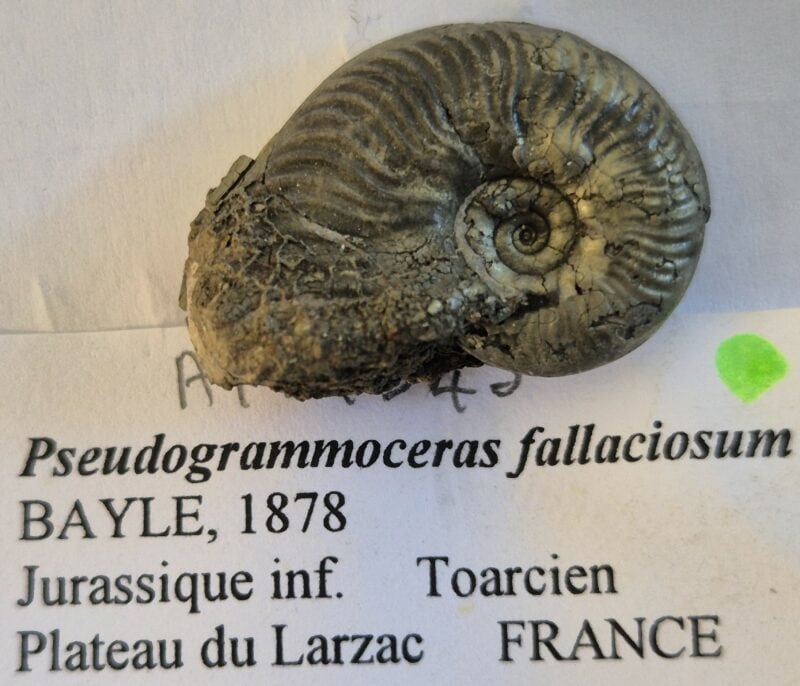 Pseudogrammoceras fallaciosum