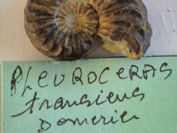 Pleuroceras transiens pyritisée