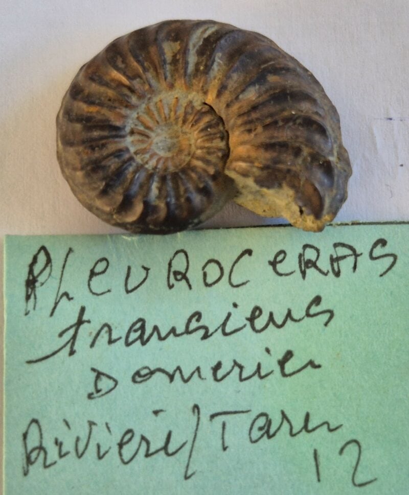 Pleuroceras transiens pyritisée