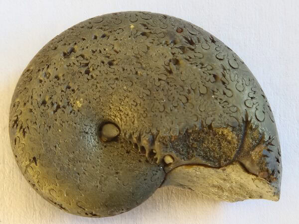 Phylloceras hétérophyllum