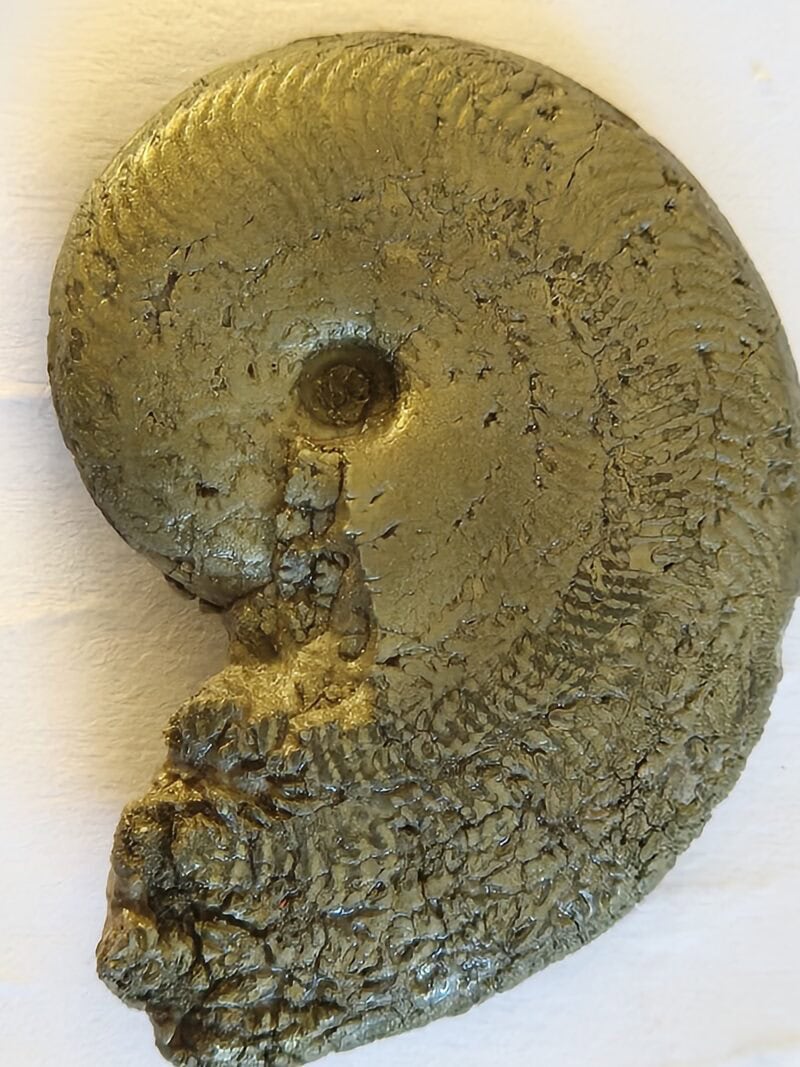 Polyplectus
