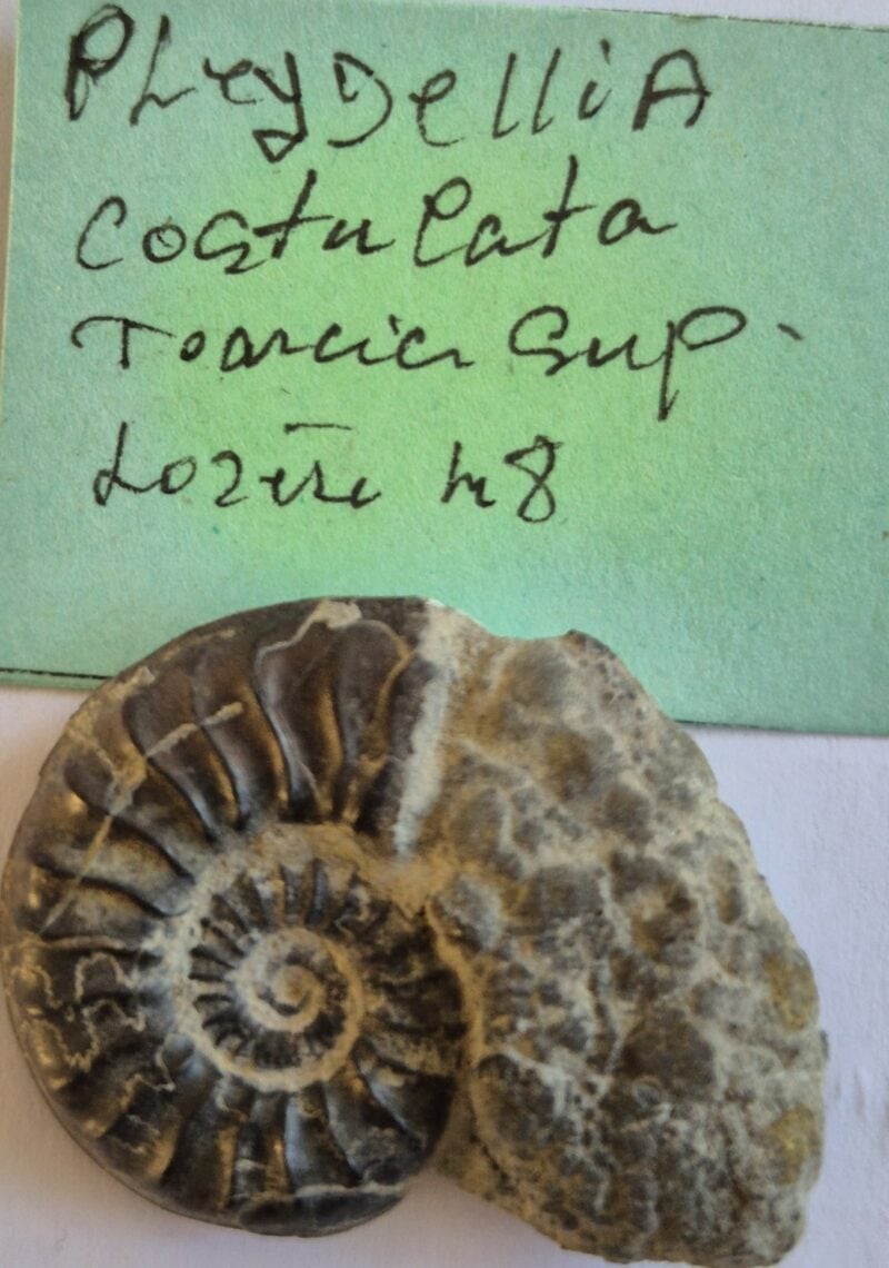Pleydellia costulata