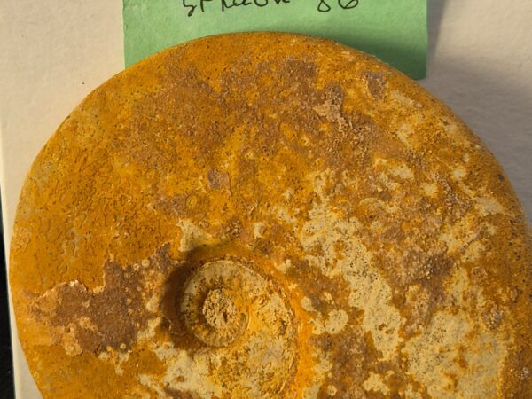 Kosmoceras St Laon