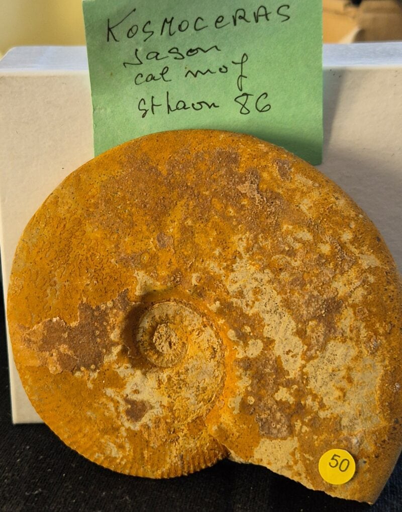 Kosmoceras St Laon