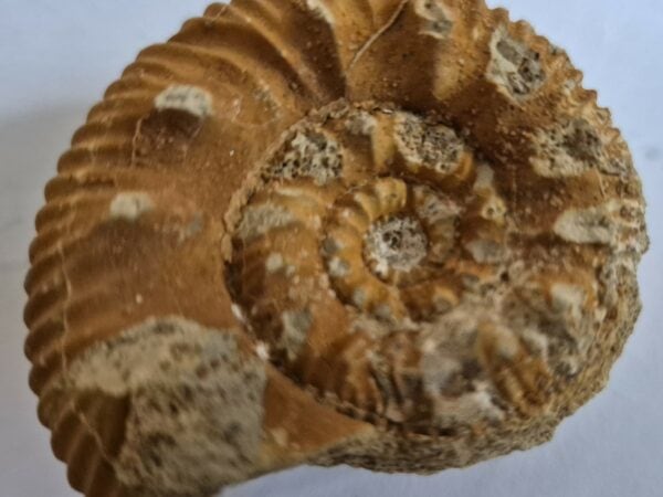 Reineckia sp