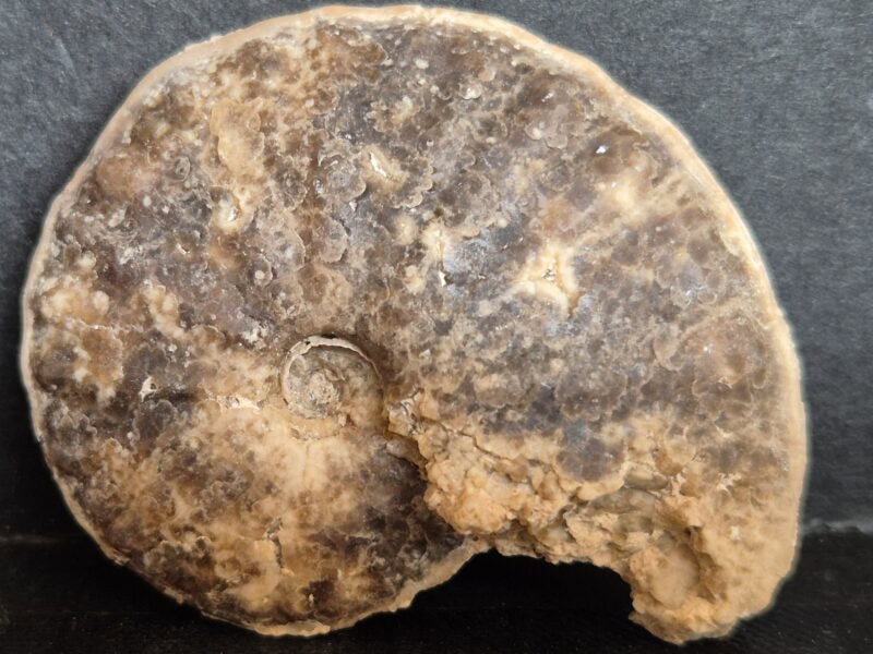 Chauffaticeras