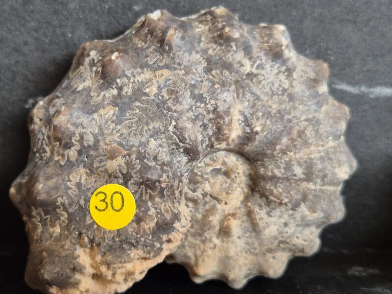 Mammites crétacé