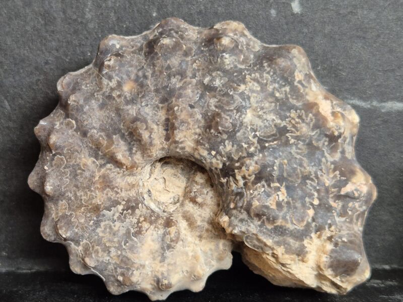 Mammites crétacé