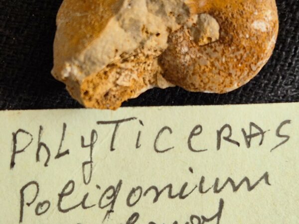 Phlycticeras poligonium