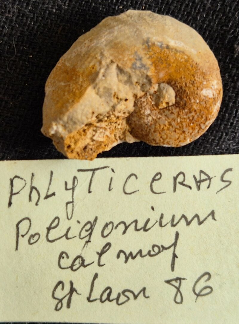Phlycticeras poligonium