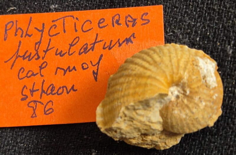 phlycticeras pustulatum