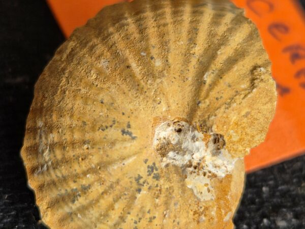 phlycticeras pustulatum