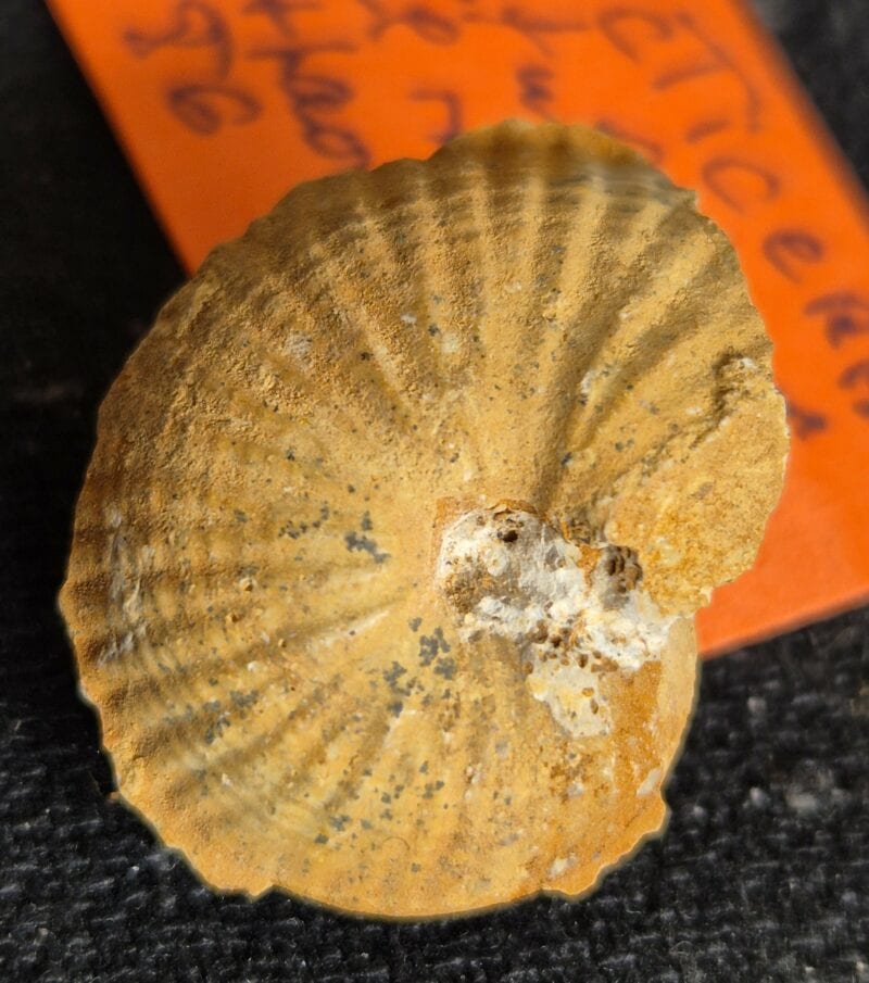 phlycticeras pustulatum