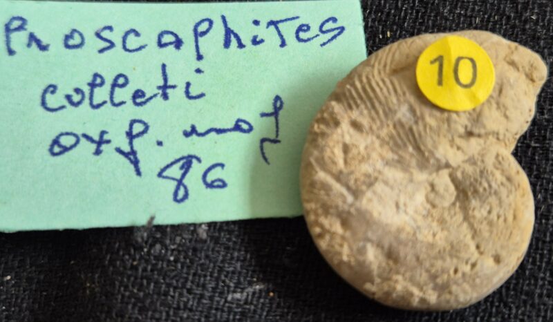 Proscaphites colleti – Image 2