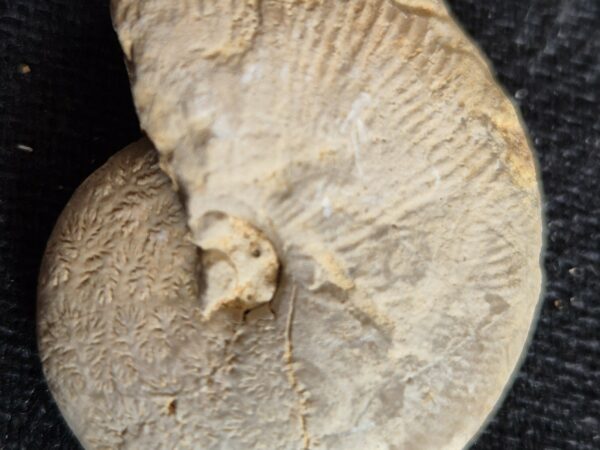 Proscaphites colleti