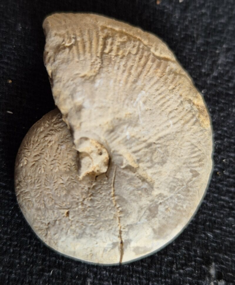 Proscaphites colleti