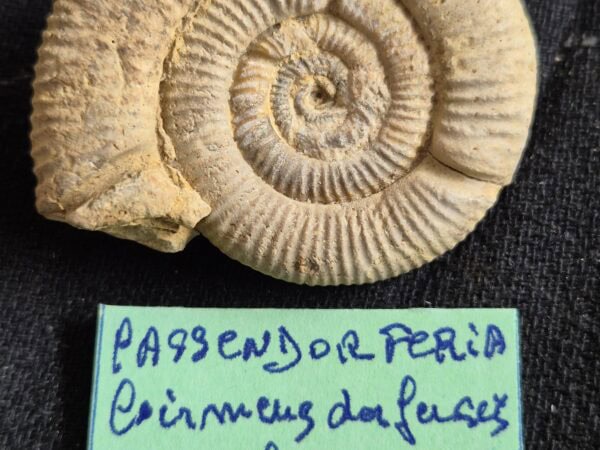 Passendorferia Oxfordien