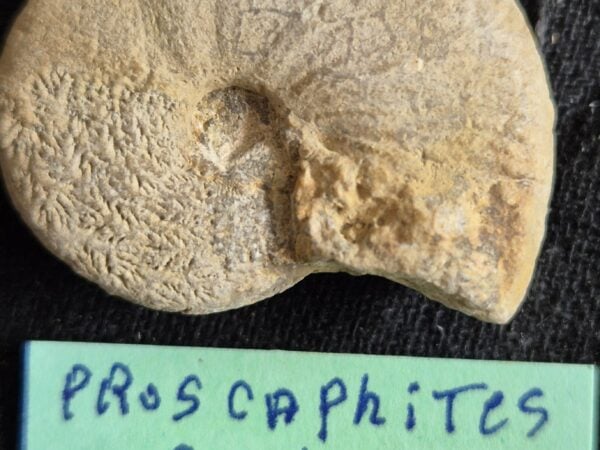 Proscaphites anar