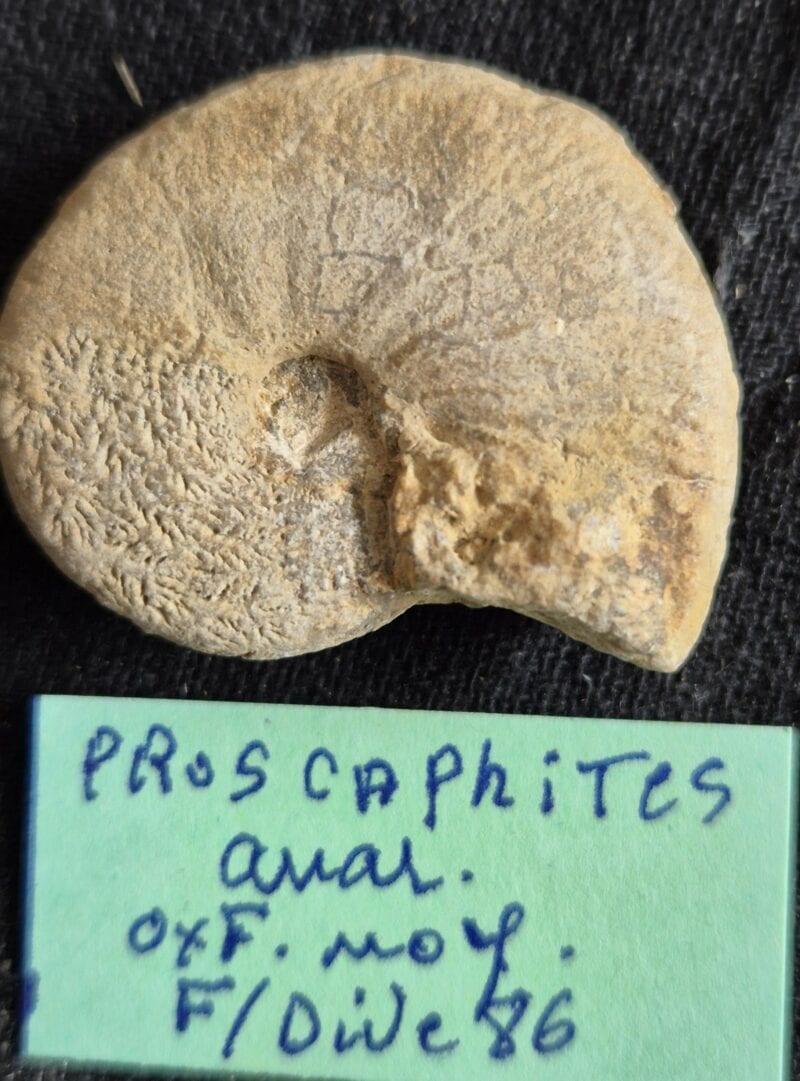 Proscaphites anar