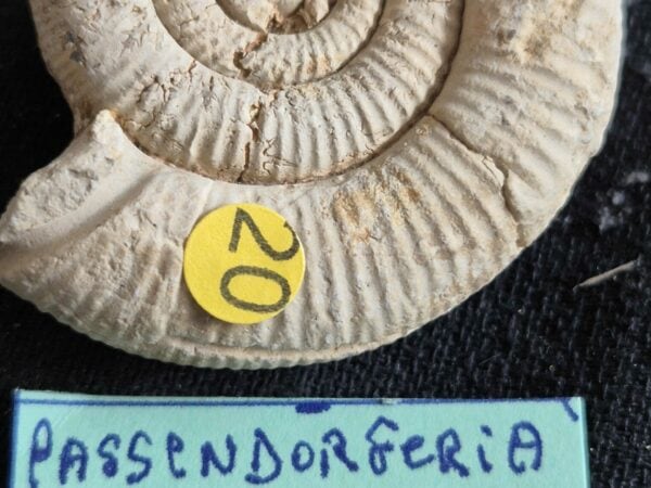 Passendorferia birmensdorferensis