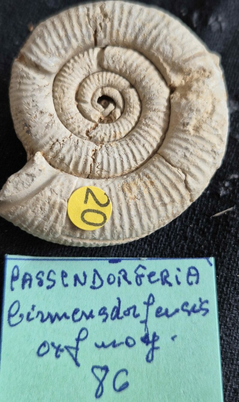 Passendorferia birmensdorferensis