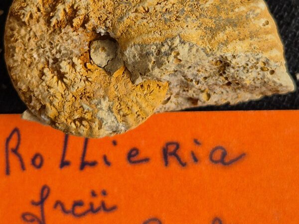 Rollieria