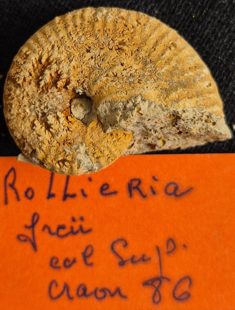 Rollieria