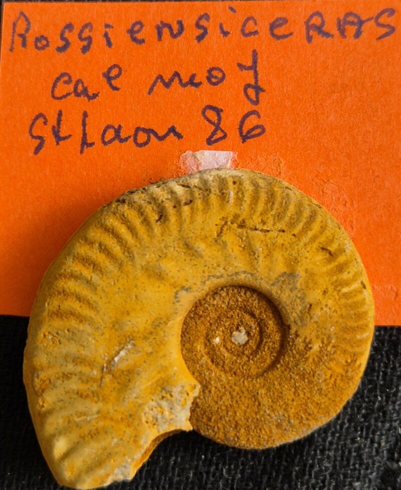 Rossienciceras