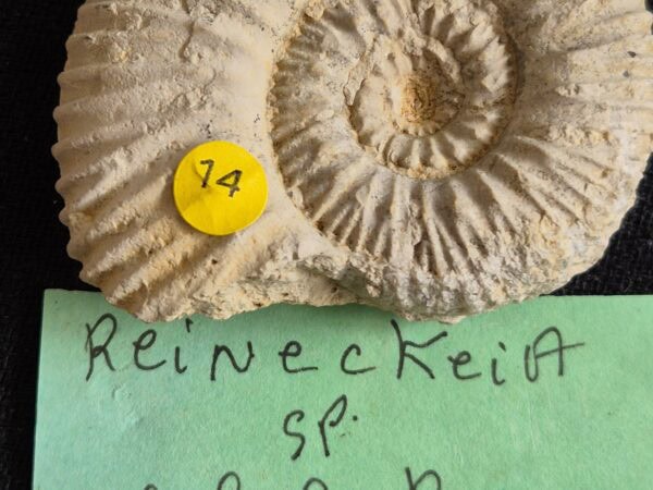 Reineckia Trézé