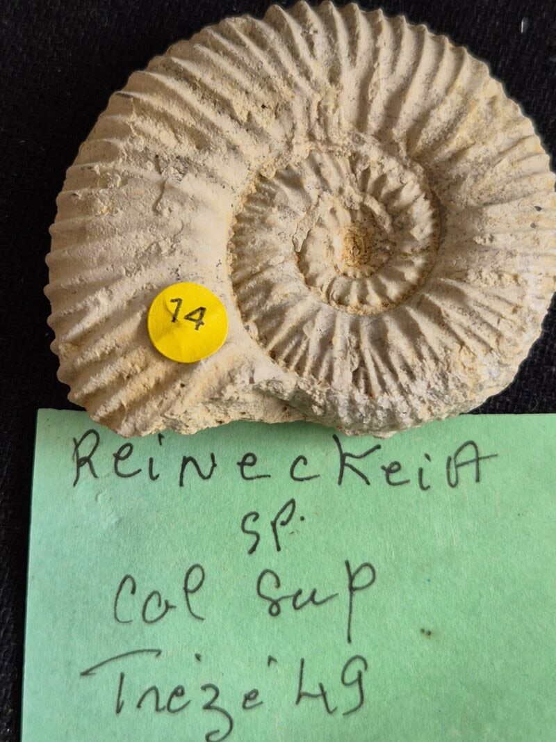 Reineckia Trézé