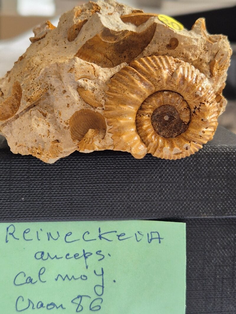 Reineckia Vienne