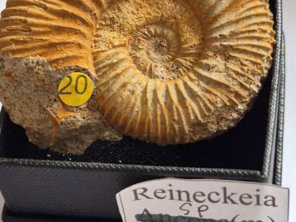 Reineckia Callovien moyen