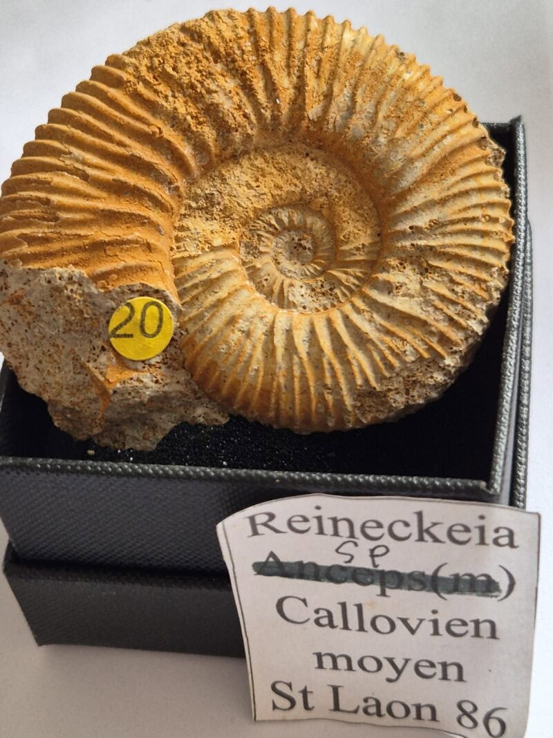 Reineckia Callovien moyen