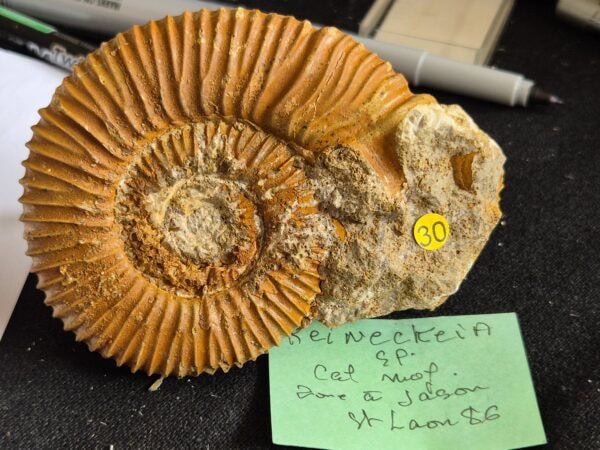 Reineckia apophyse