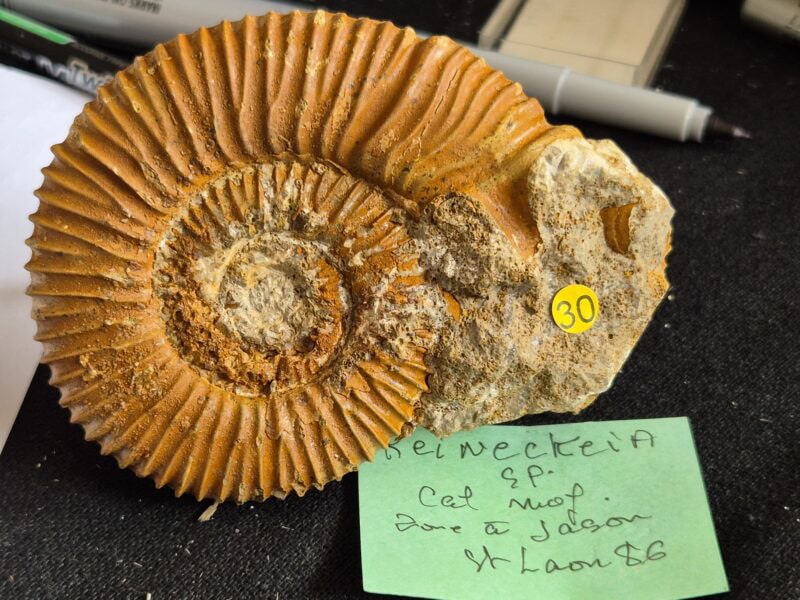 Reineckia apophyse