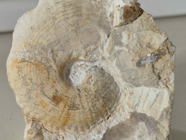 phlycticeras
