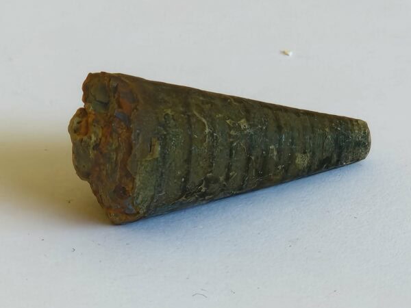 Phragmocône bélemnite