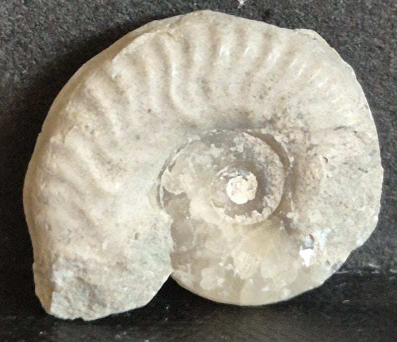 Brodicia primaria