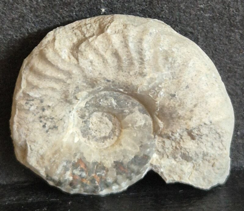 Brodicia primaria