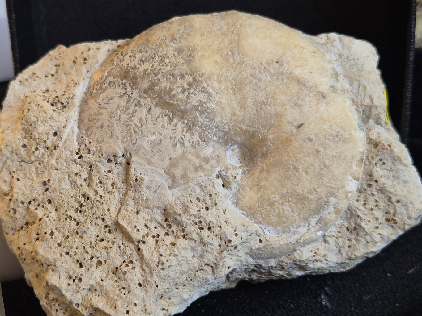 Callyphylloceras disputabile