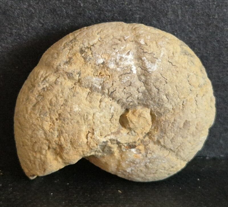 Callyphylloceras mandfreddi