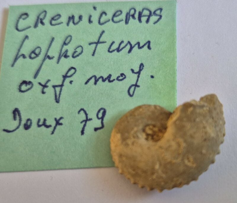 Creniceras lophotum