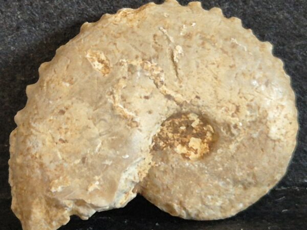 Creniceras lophotum