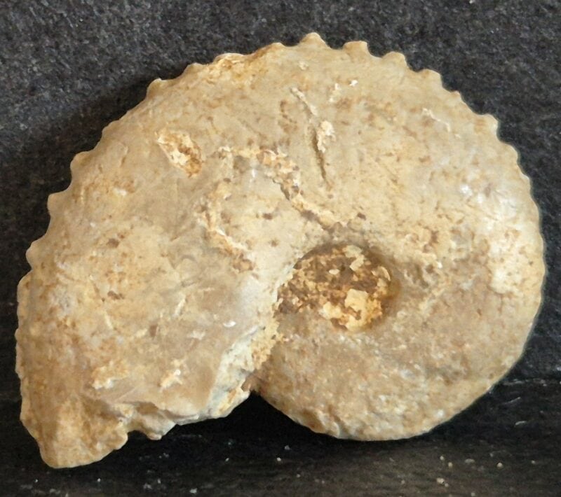 Creniceras lophotum