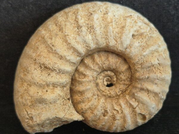 Epipeltoceras semimmatum