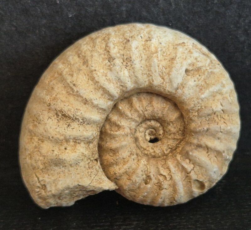 Epipeltoceras semimmatum