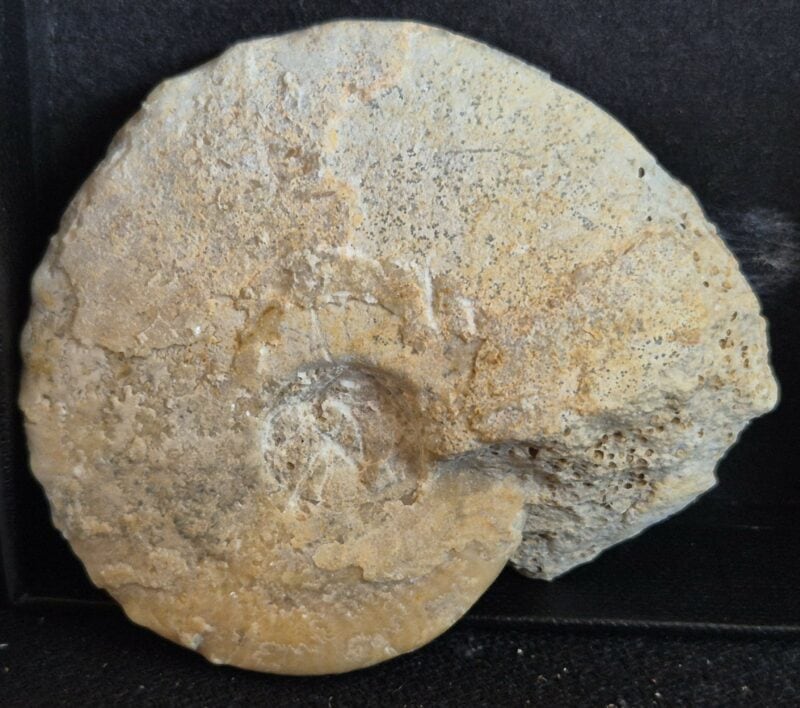 Disticoceras bicostatum