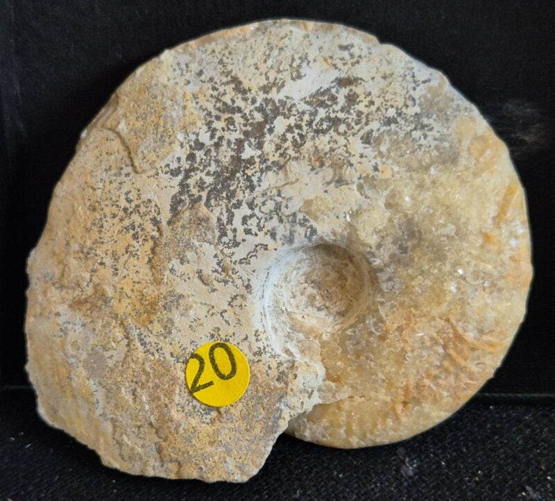 Disticoceras bicostatum