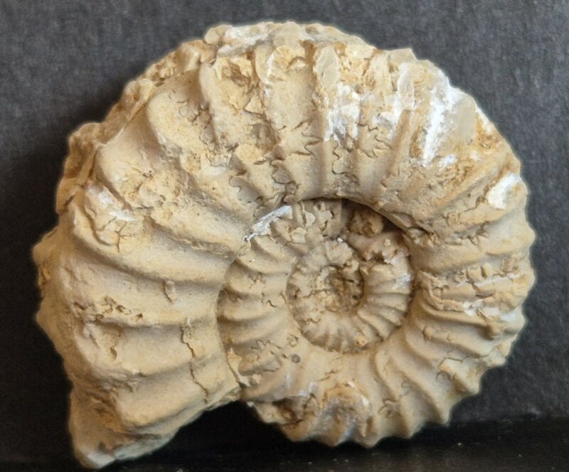 Epipeltoceras bimammatum